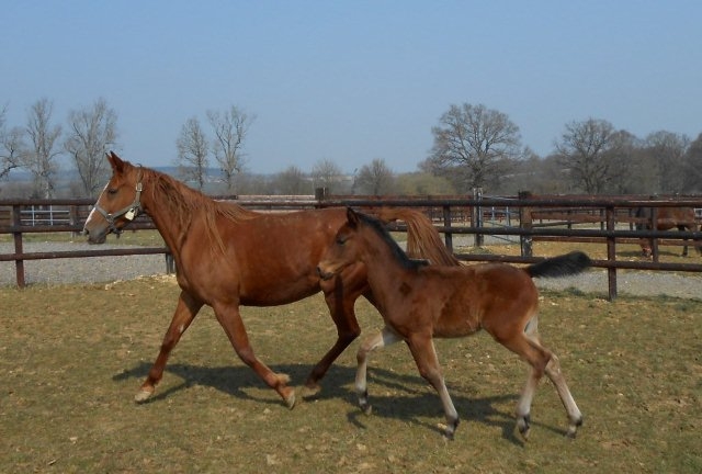 POULAINS DE REAL DE LOU