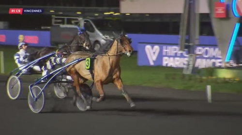 FALCO SACHA ( Real de Lou- Nostalgique Sacha)