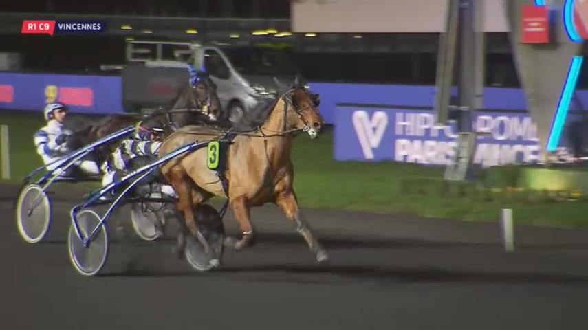 FALCO SACHA ( Real de Lou- Nostalgique Sacha)