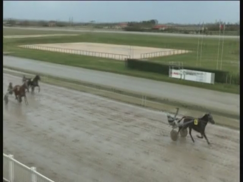 EL CAMINO DE LOU (Royal dream-Saba du vivier)