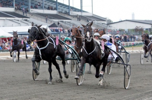 MELLBY VIKING (Viking kronos-Naomi de Lou)