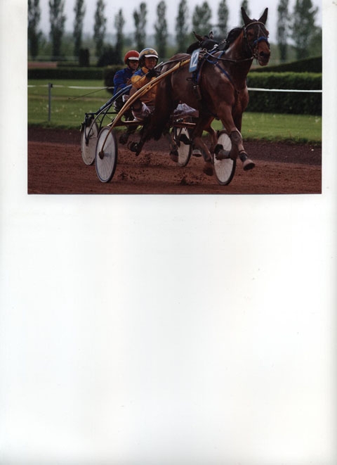 TINO DE LOU (Gros grain-Marina de Lou)