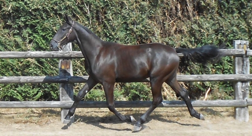 FASCINOSO DE LOU (Prodigious-Riviera de Lou)