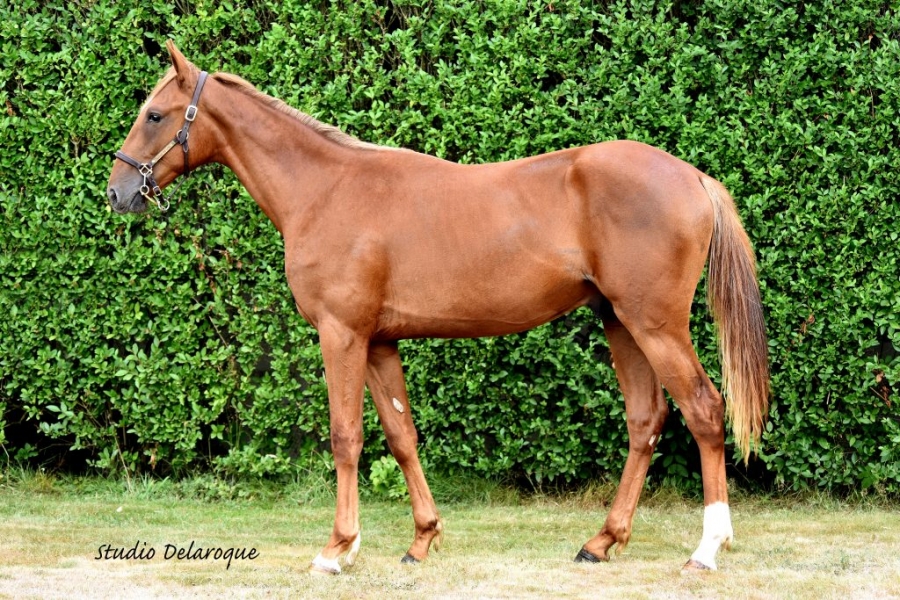 HIGUAIN DE LOU (Love you-Saba du vivier)