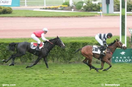 LOU GOLD (Poliglote-Green Emerald)