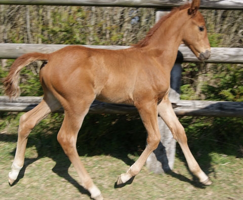 BARRIO DE LOU (Ganymède – Ruanita de Lou)