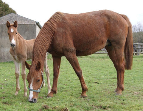 BAHAMA DE LOU( Quatre Juillet – Quinska de Lou)