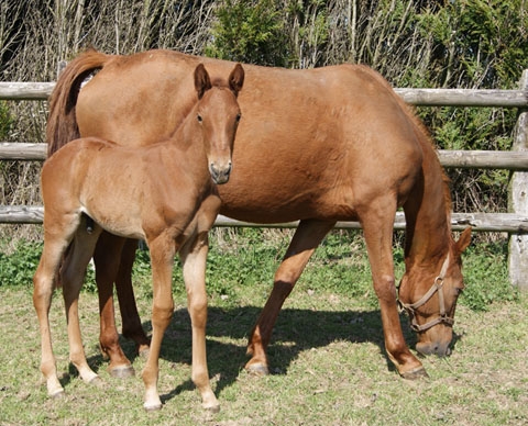 BANCO DE LOU( Kiwi – Pareastern de Lou)