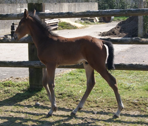 BORSALINO DE LOU (Korean – Plata de Lou)