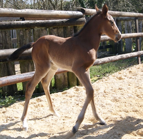 BIANCA DE LOU (Ready Cash-Prima dona de Lou)