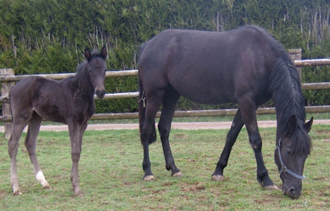 BARAKA DE LOU (Quaro-Sierra de Lou)