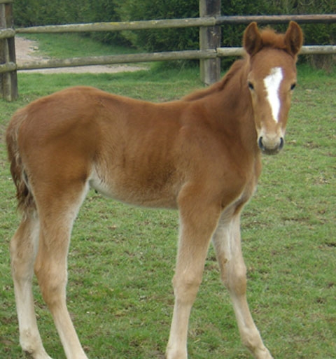 BELLISSIMA DE LOU (Saxo de Vandel-Natacha de Lou)