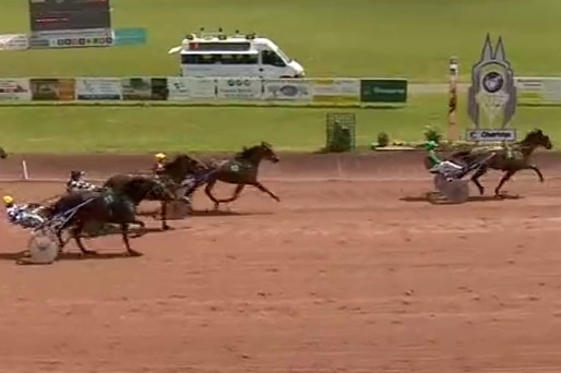 FALCO SACHA (Real de Lou-Nostalgique Sacha)