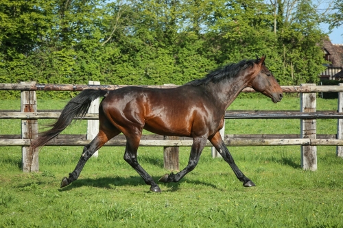 JULIANO DE LOU (Titan d'occagnes-Amarena de Lou)