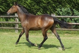 JESAMINA DE LOU (Ecu pierji-Daytona sacha)...