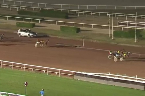 EL CAMINO DE LOU (Royal Dream-Saba du vivier).