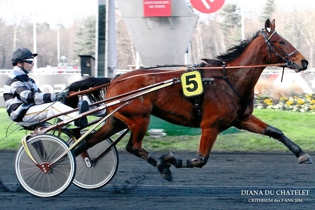 JAIDA DE LOU (Brillantissime-Diana du chatelet)