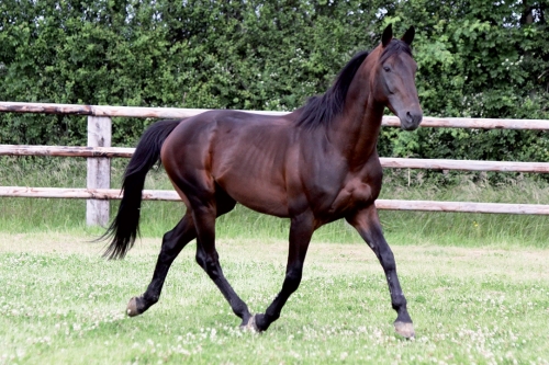 REAL DE LOU (Jag de bellouet-Kooka de Lou)