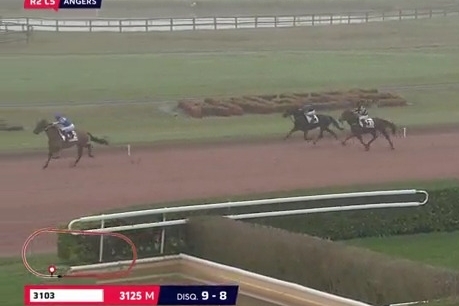 FALCO SACHA (Real de Lou-Nostalgique Sacha) ...