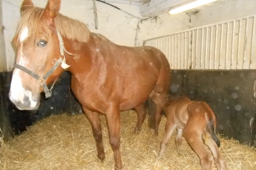 MAESTRO DE LOU ( Real de Lou- Bahama de Lou)