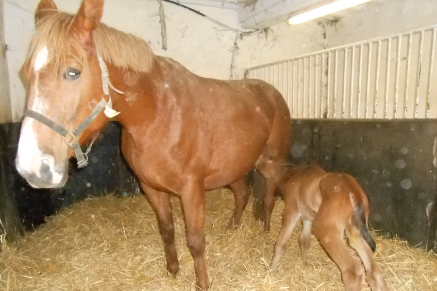 MAESTRO DE LOU ( Real de Lou- Bahama de Lou)