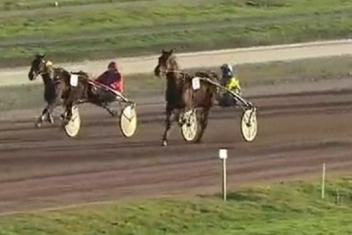 REAL DE LOU ( Jag de bellouet-Kooka de Lou)...