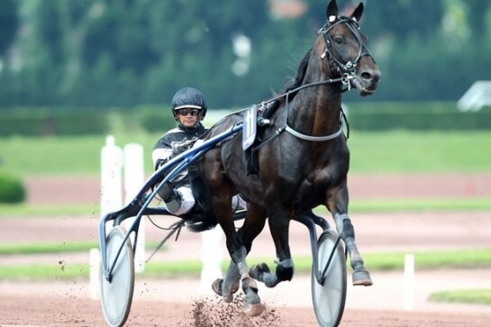 REAL DE LOU ( Jag de bellouet-Kooka de Lou)...