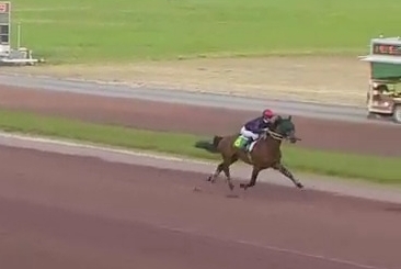 REAL DE LOU ( Jag de bellouet-Kooka de Lou)...