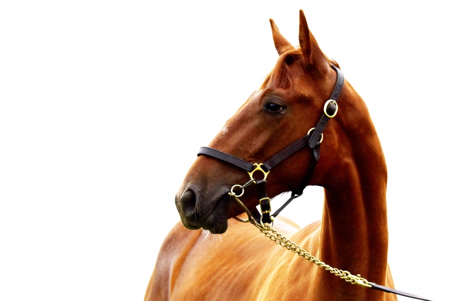 KEMPES DE LOU (Carat wiliams-Riviera de lou)