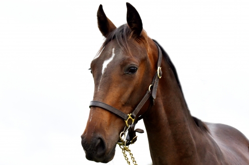 KANGA DE LOU (Fabulous wood-Tanga de Lou)...