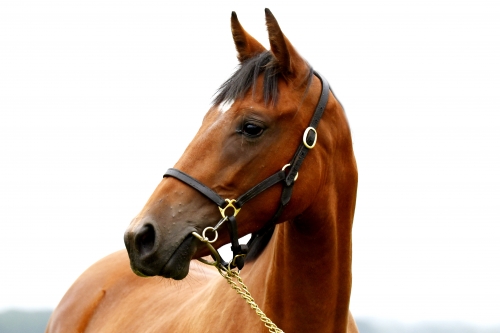 KRISTINA DE LOU (Goetmals wood-Diana du chatelet)...