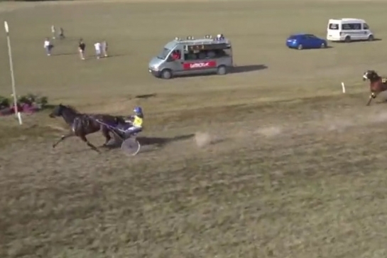 GRACIOSA DE LOU (Real de Lou-Belle de Tembia)...