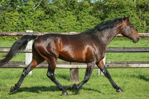 JULIANO DE LOU (Titan d'occagnes - Amarena de Lou)