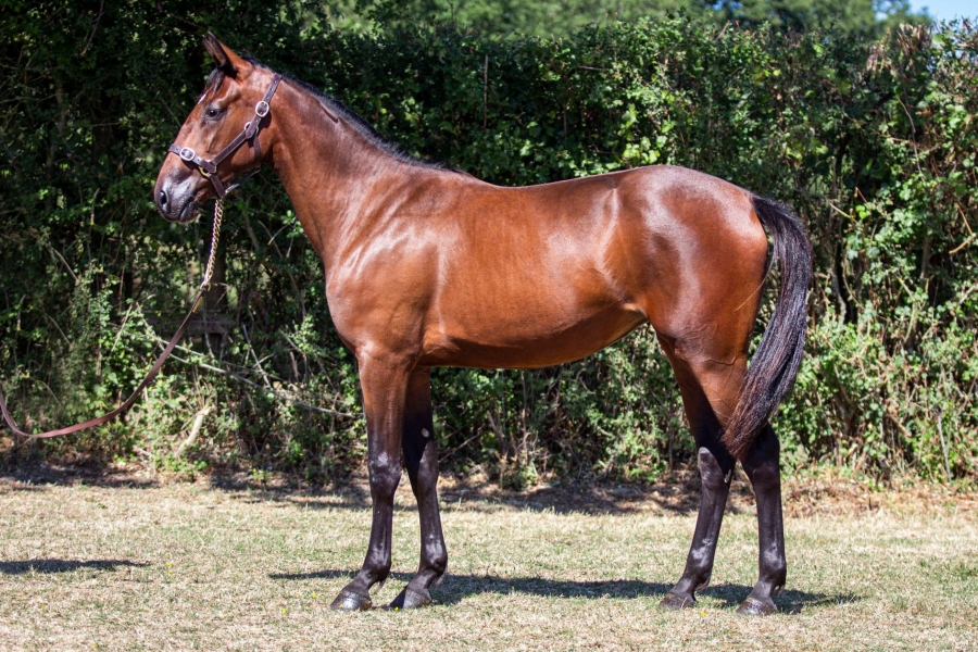 LOLITA DE LOU (Django Riff-Daytona Sacha)