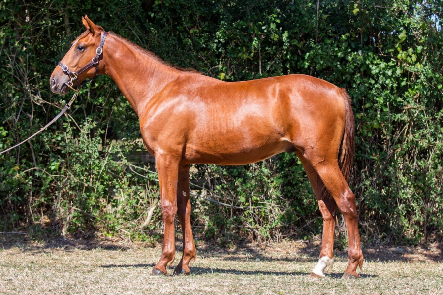 LOZANO DE LOU (Love you - Saba du vivier)