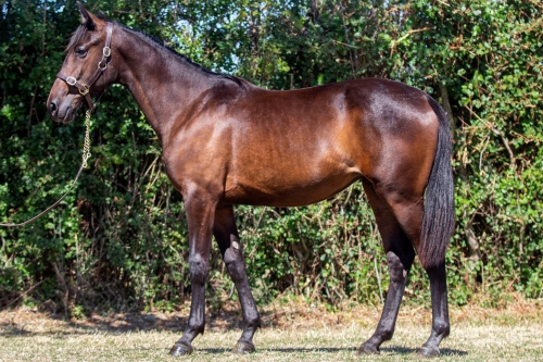 LAMBADA DE LOU (Brillantissime-Selecao de Lou)