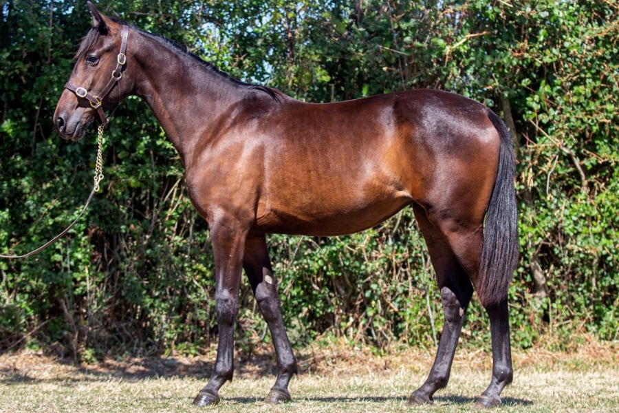 LAMBADA DE LOU (Brillantissime-Selecao de Lou)