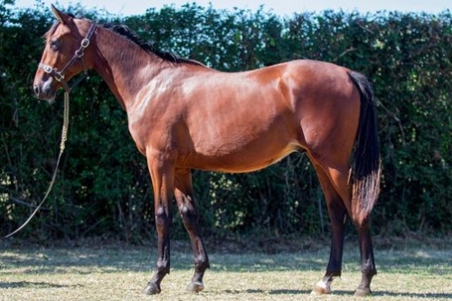 L'ESPOIR DE LOU (Espoir Prestance-Della seta de Lou)