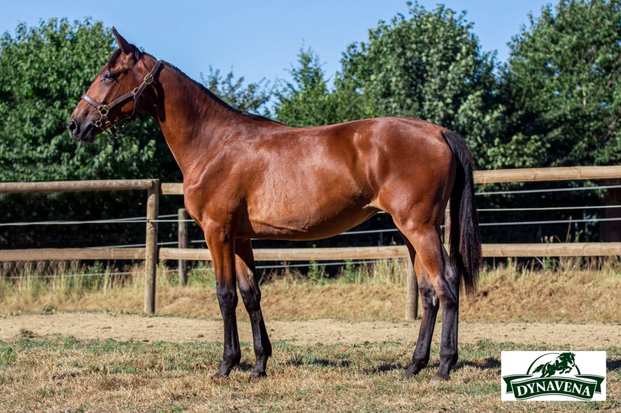 LUSITANA DE LOU (Real de Lou - Carmensita de Lou)