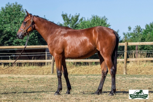 LA PERLA DE LOU (Goetmals wood-Donatella de Lou)