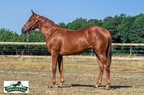 LUCKY DE LOU (Espoir Prestance- Delmonica de Lou) .