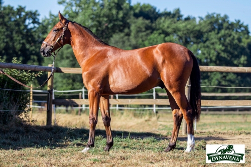 LIBERO DE LOU (Un mec d'héripré - Ginga de Lou)..