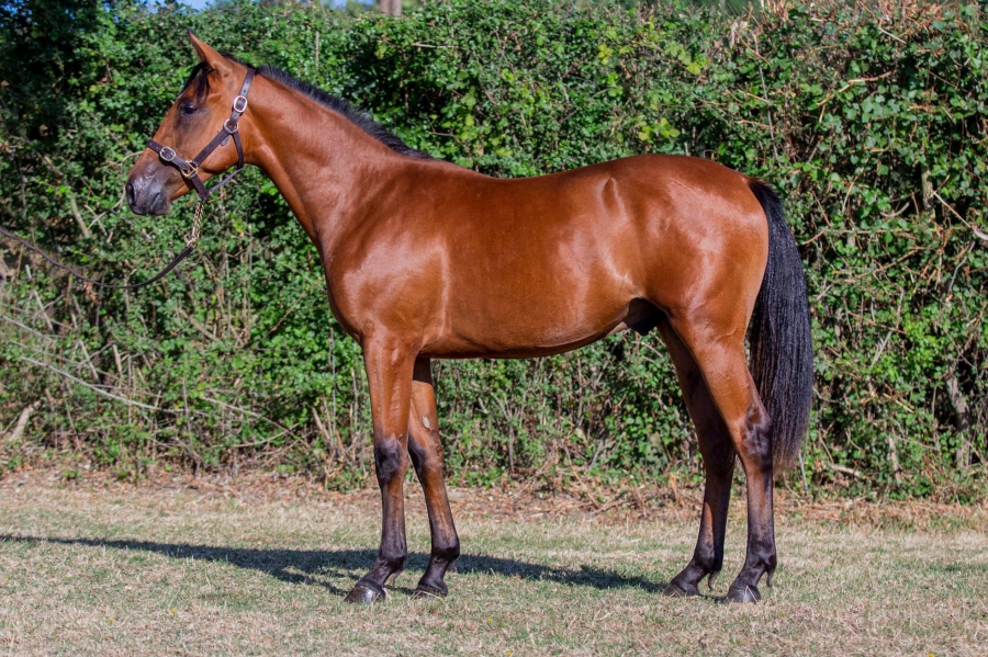 LARABELLO DE LOU (Express jet-Arabella de Lou) ...