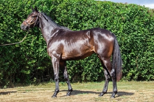 LOU SANTANA (Saint des Saints-Lou Emerald par Turgeon)