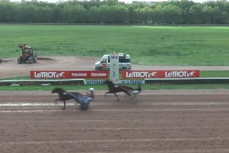 KOZIELLO DE LOU ( Real de Lou - Delmonica de Lou) ...