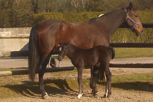 Ventes de l'intégralité des poulinières du HARAS DE...