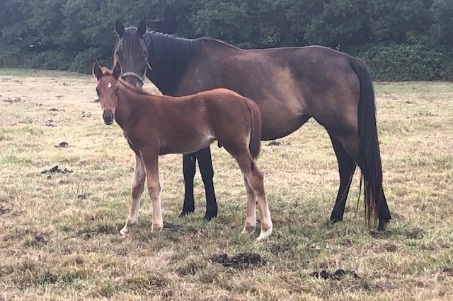Ventes de l'intégralité des poulinières du HARAS DE LOU...