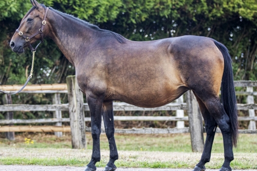 VENTES DES POULINIERES DU HARAS DE LOU