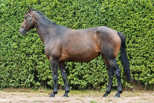 Succès de la vente du Haras de Lou...