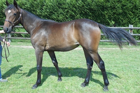 JESAMINA DE LOU ( Ecu pierji-Daytona Sacha)..